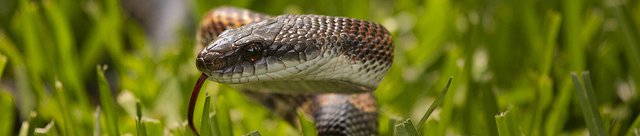 serpent