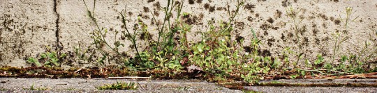 mauvaises herbes