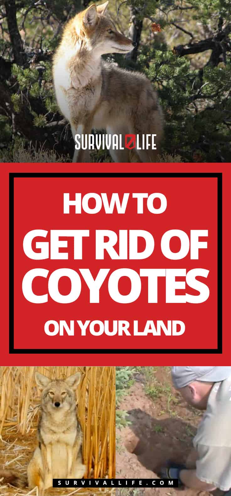 Comment se débarrasser des coyotes sur votre terrain | https://survivallife.com/get-rid-coyotes/