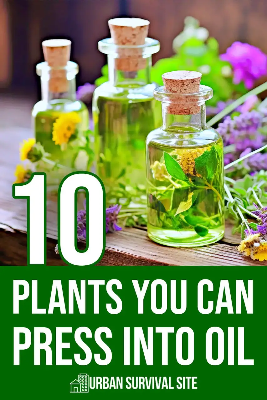 10 plantes que vous pouvez presser pour en faire de l'huile