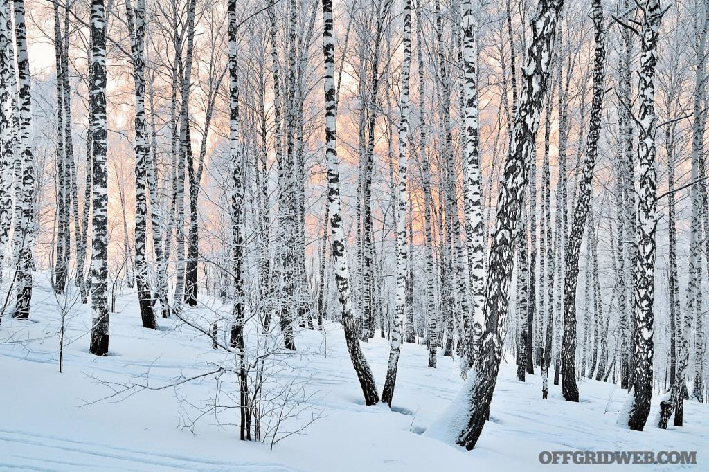 bouleaux couverts de neige.