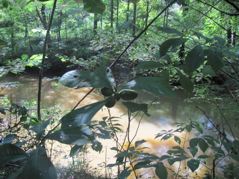 Veillez à localiser une source d'eau.