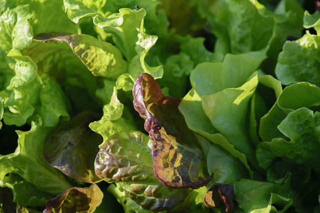 LEAFY GREENS