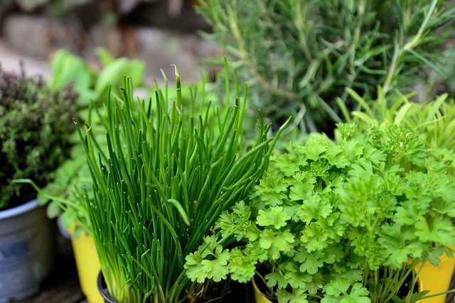HERBES