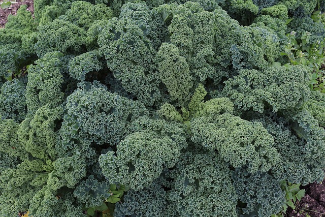 KALE