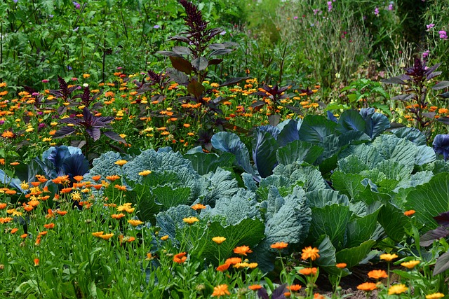 PETIT JARDIN