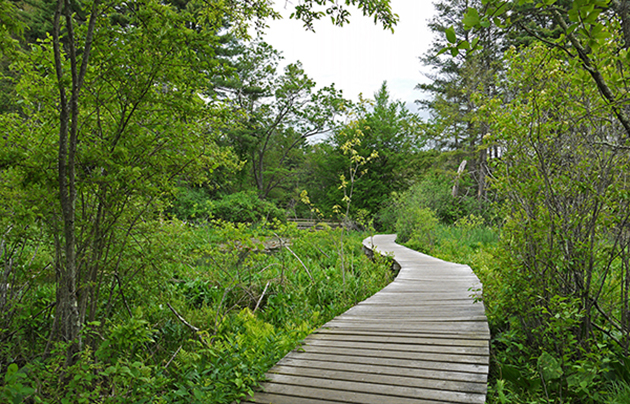 Green forest park | Sentiers de randonnée étonnants qu'il faut voir pour y croire