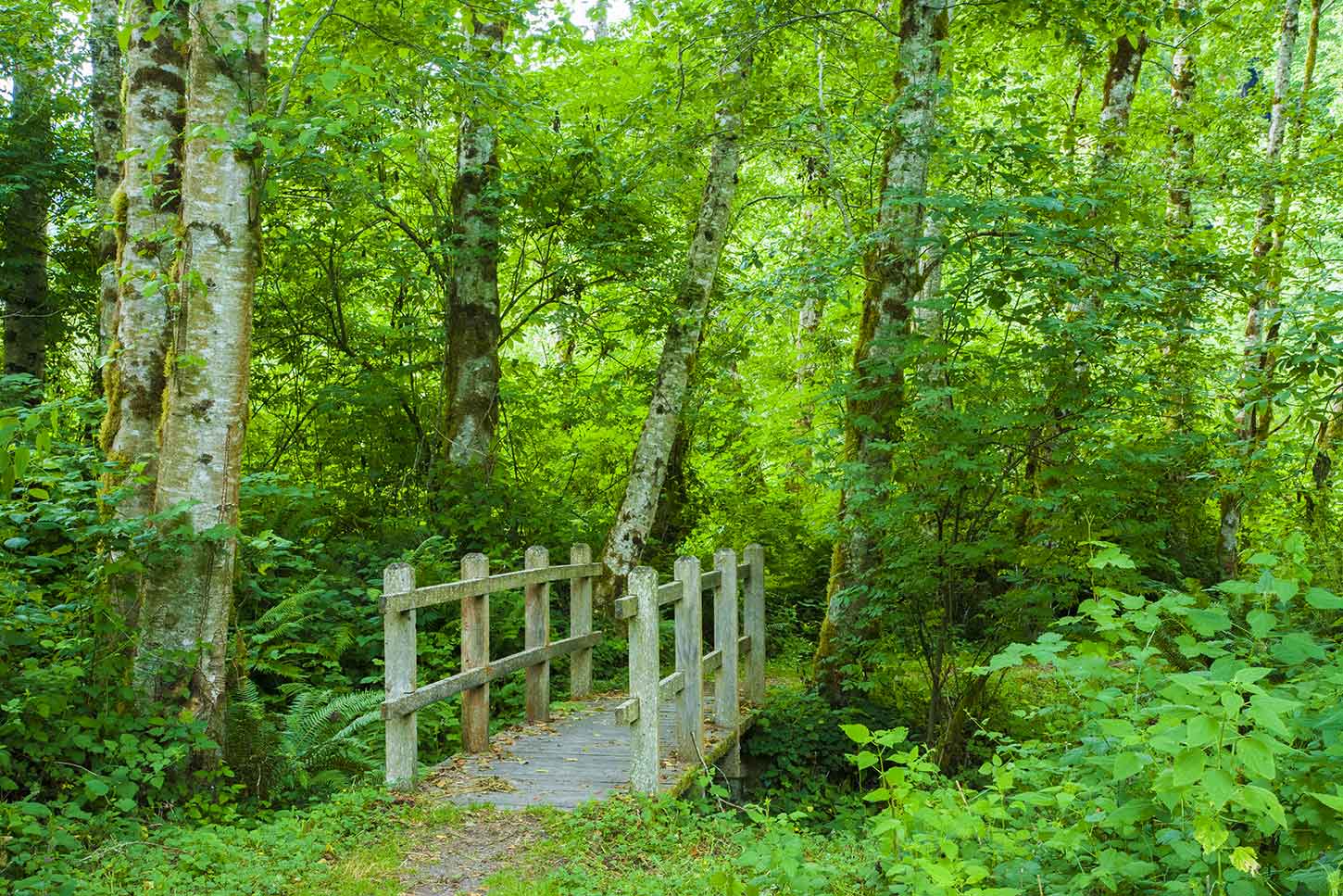 Les vieux séquoias du sentier traversent la forêt | Des sentiers de randonnée étonnants qu'il faut voir pour y croire
