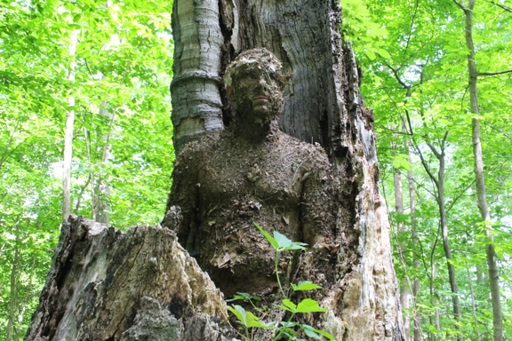 Des hommes camouflés contre un arbre.
