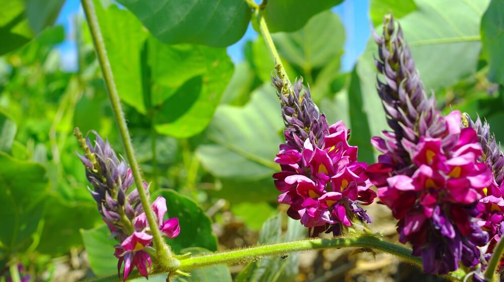 Fleurs de kudzu