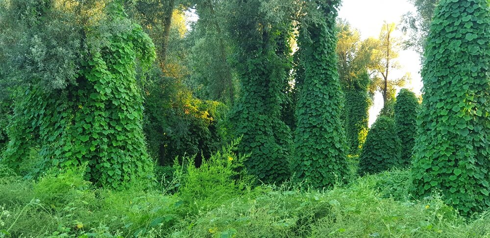 Le kudzu envahit le paysage