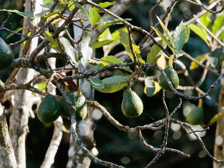 Avocat nain