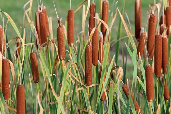 Typha latifolia (quenouille à feuilles larges)