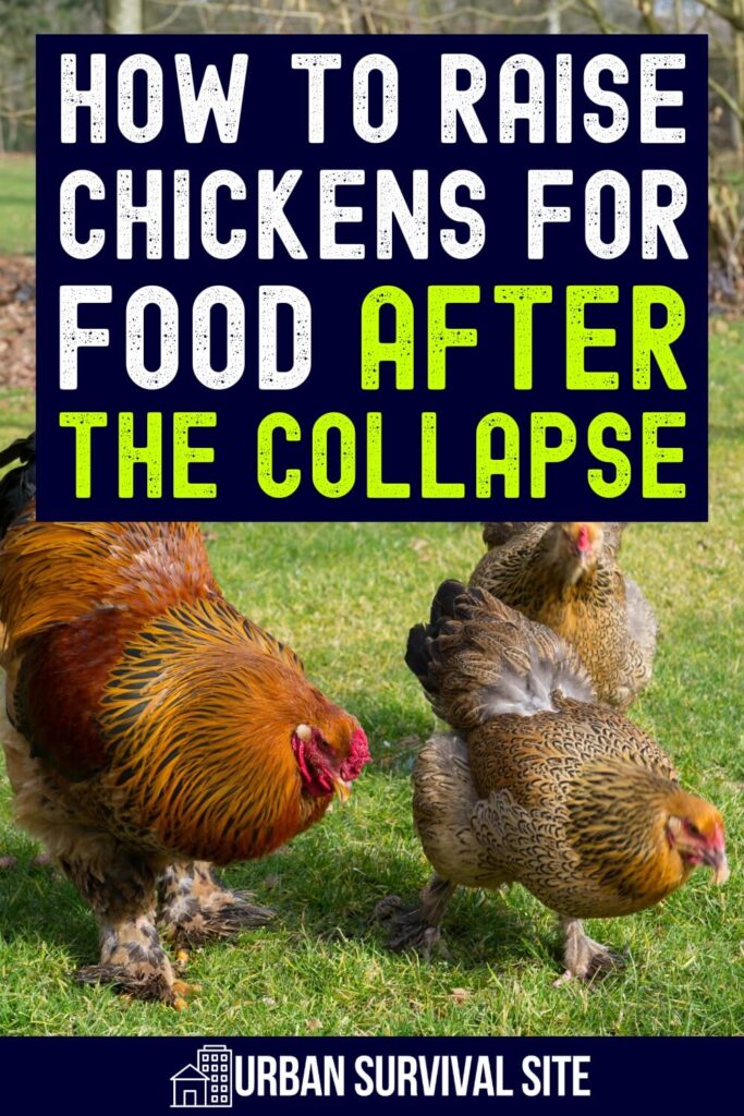 Comment élever des poulets pour la nourriture après la SHTF