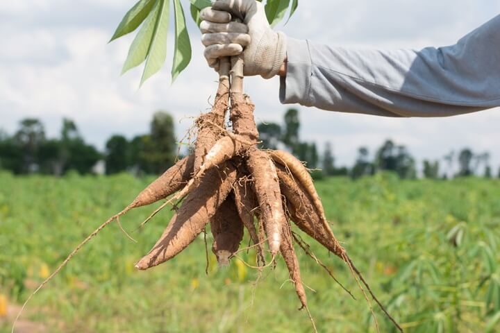 Récolte du manioc