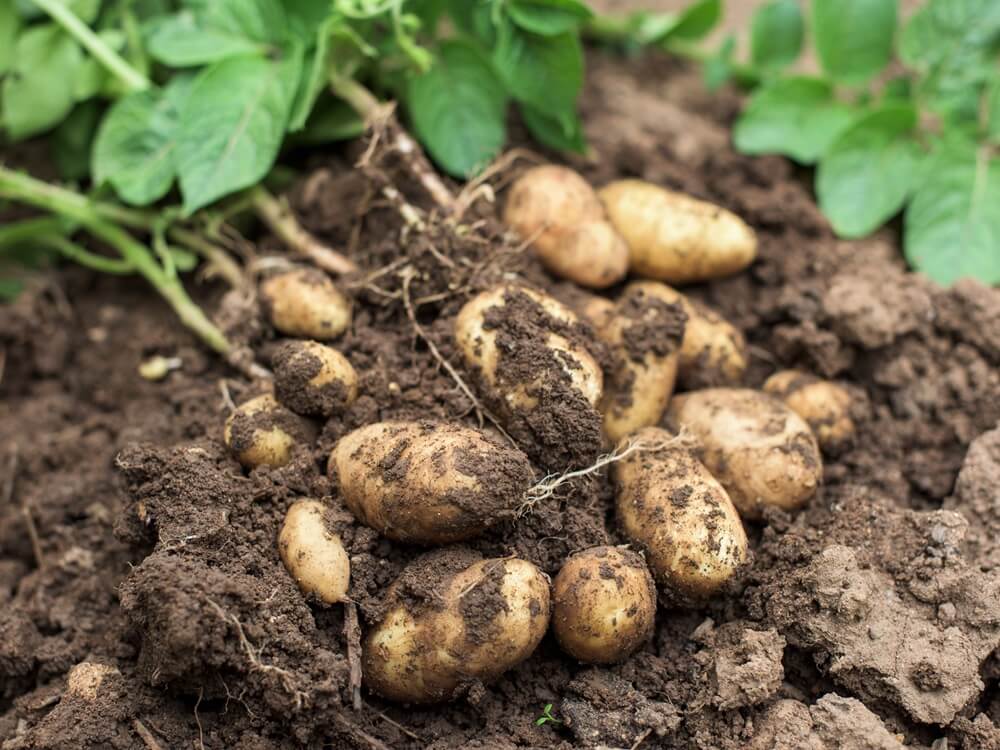 Pommes de terre dans le sol