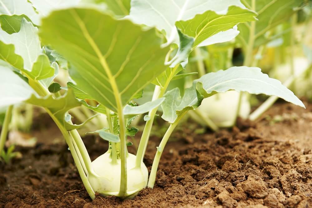 Plante de navet
