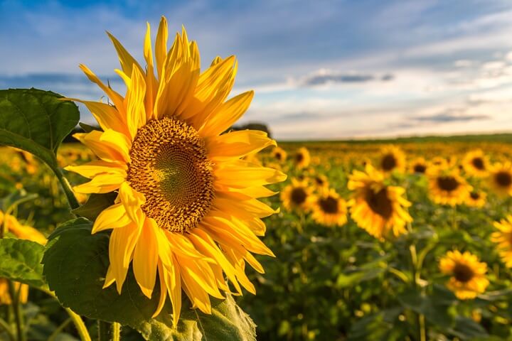 Floraison des tournesols