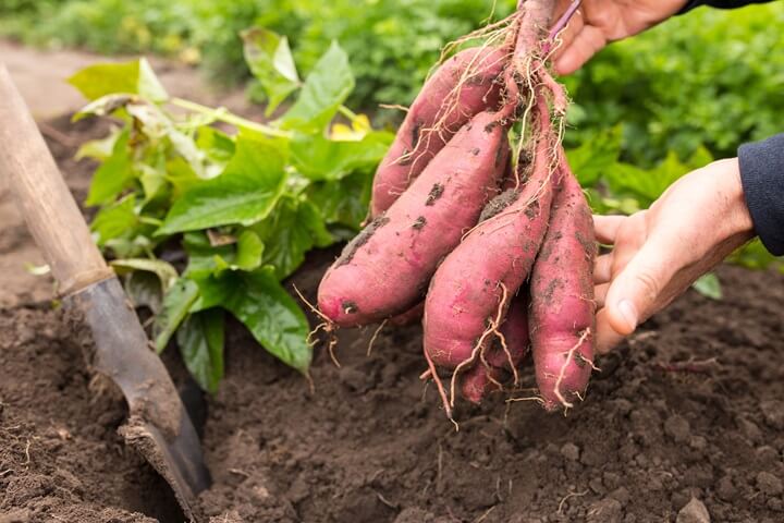 Récolte des patates douces