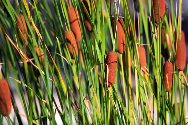 Typha angustifolia (quenouille à feuilles étroites)