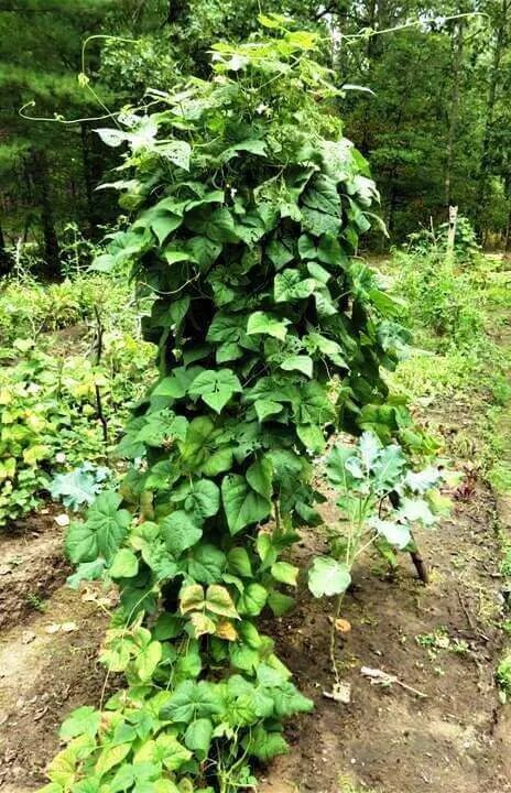Extérieurs de jardins verticaux