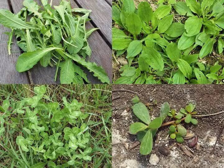 Mauvaises herbes comestibles