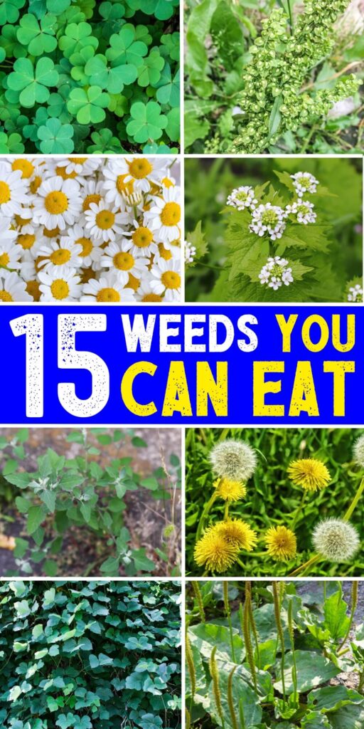 15 mauvaises herbes que vous pouvez manger