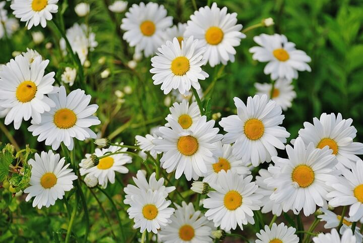 Bouquet de marguerites