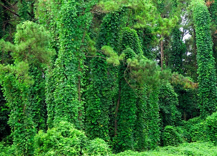 Plantes de Kudzu