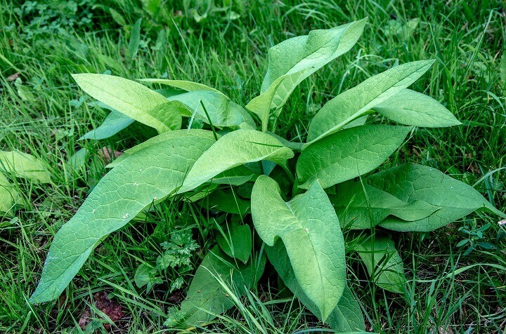 Plantain Mauvaise herbe