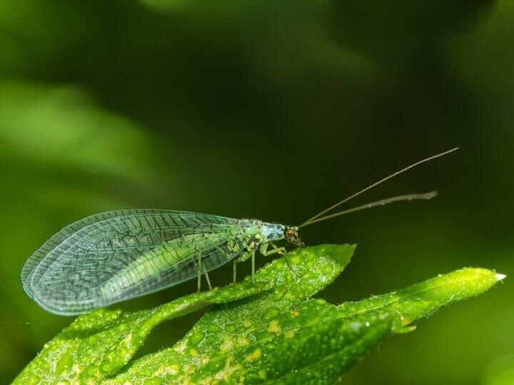 Chrysope verte sur une feuille