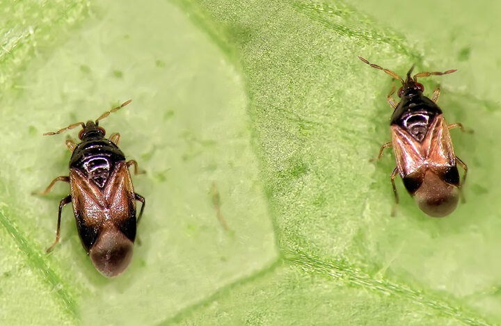 Minute Pirate Bugs sur Leaf
