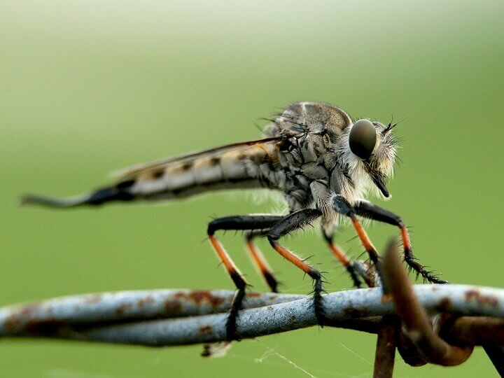 Mouche voleuse sur une plante