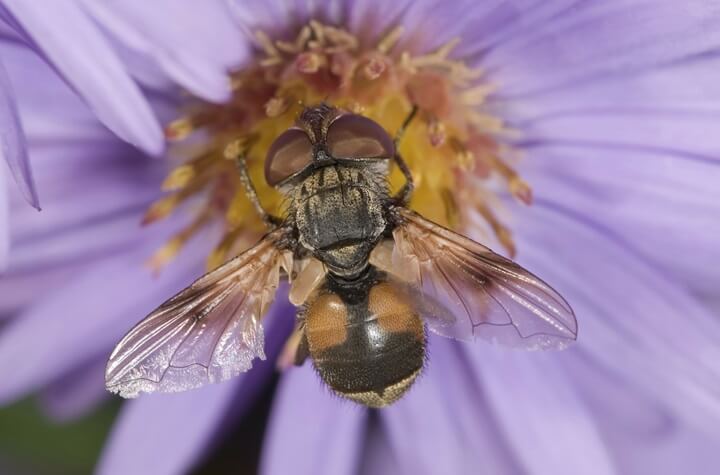 Mouche tachinide sur une fleur