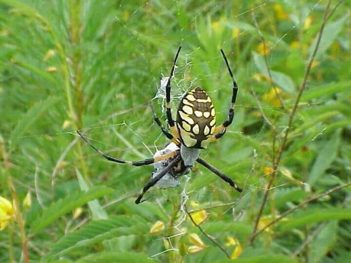 Araignée dans le jardin