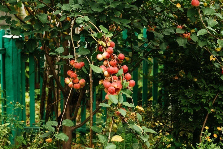 Pommes sur une branche devant la maison