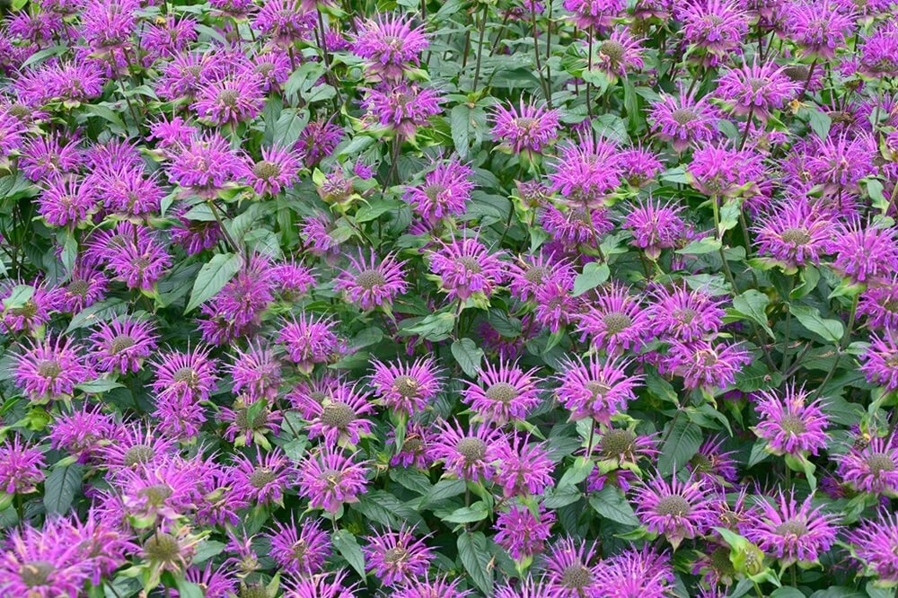 Fleurs de mélisse