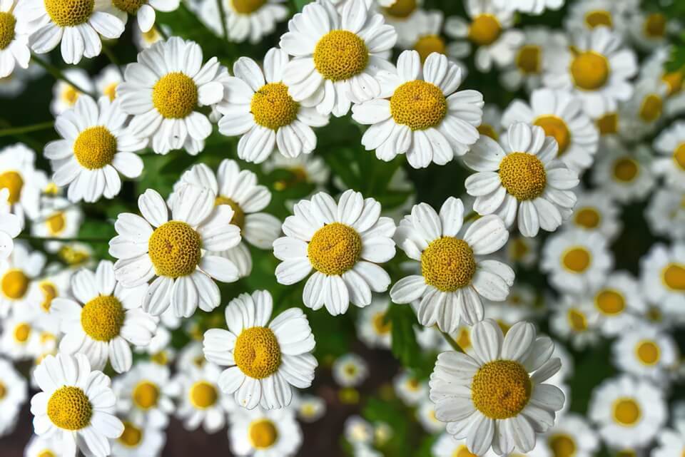 Camomille