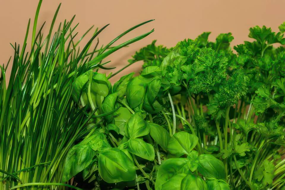 Herbes fraîches