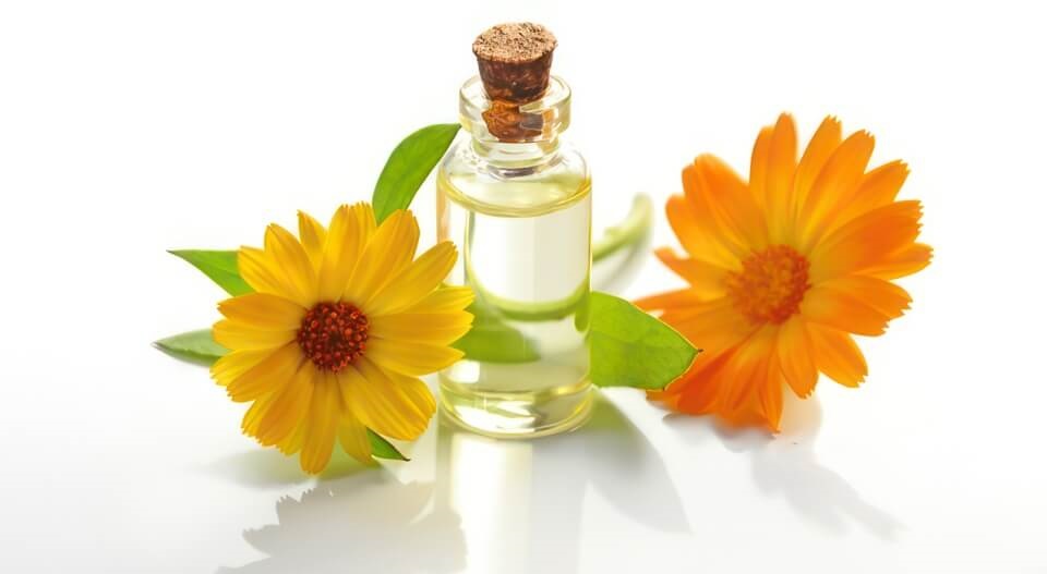 Calendula