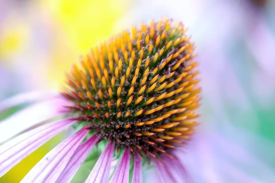 Fleur d'orpin pourpre