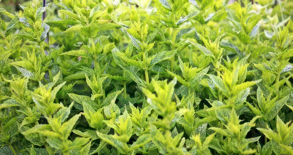 Menthe poivrée
