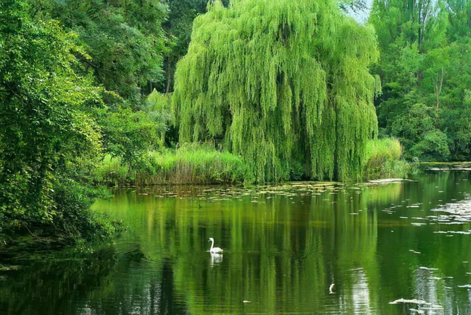 Saule