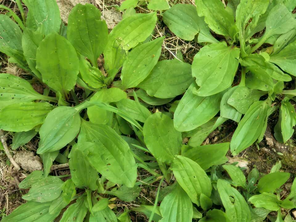 Plantain