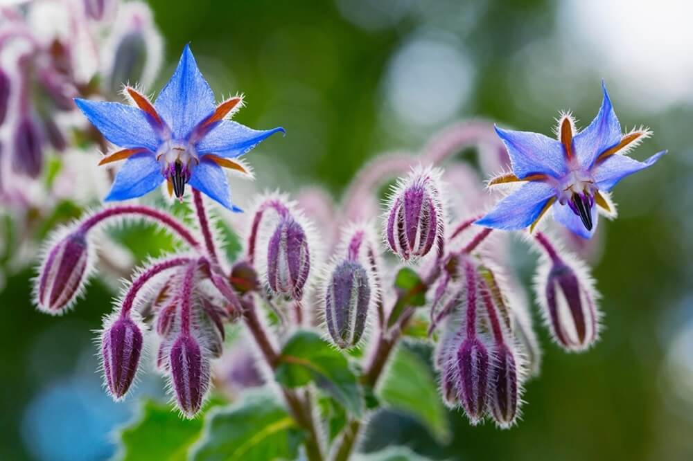 Fleurs de bourrache