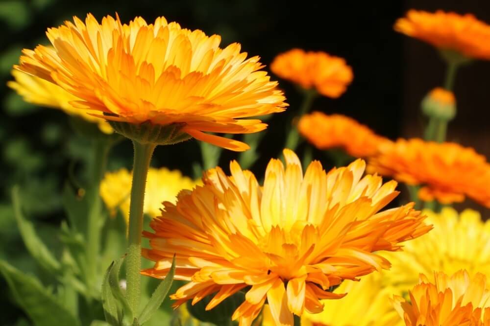 Fleurs de calendula