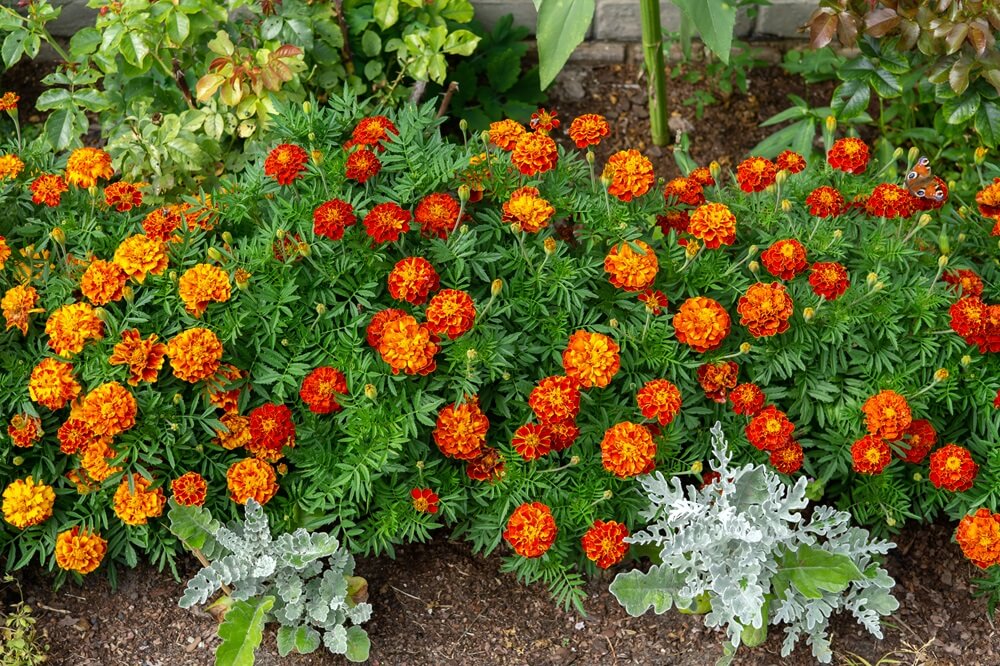 Fleurs de Souci