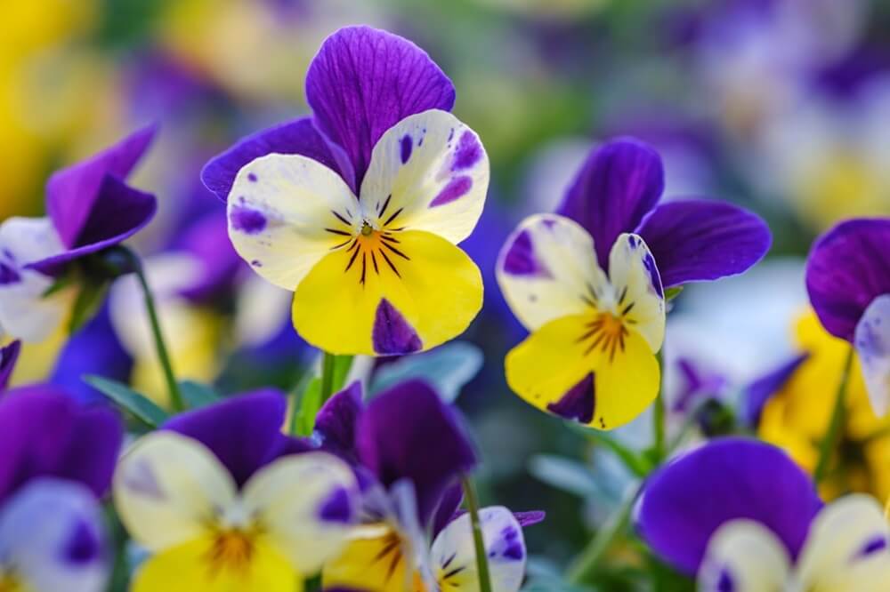 Fleurs de Johnny Jump-Up