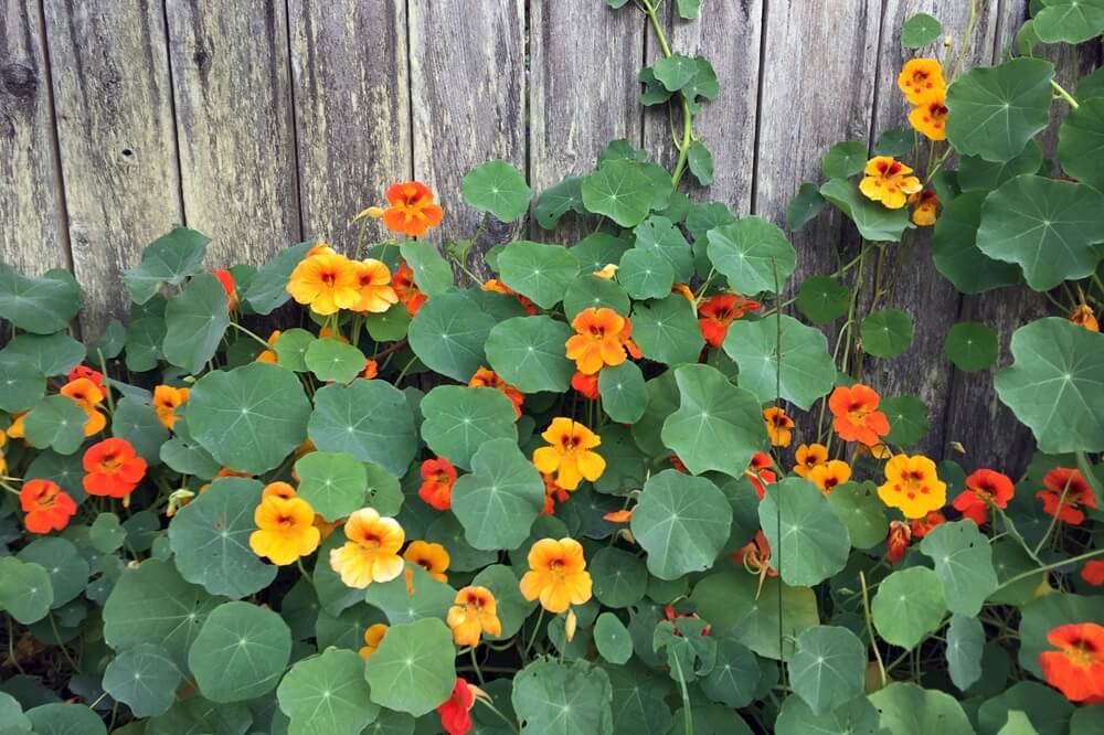 Fleurs de capucine
