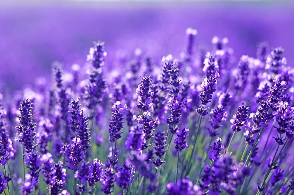 Fleurs de lavande